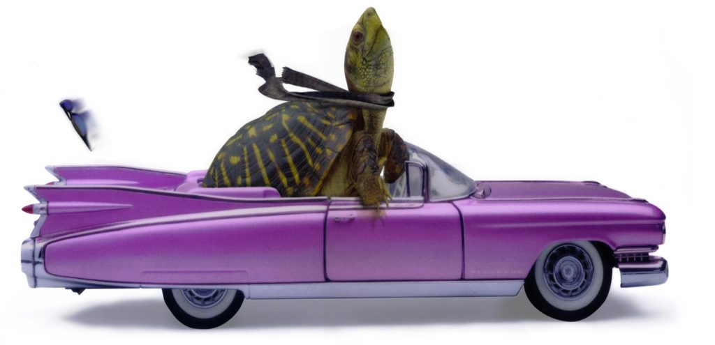 turtle_transparent turtle_transparent